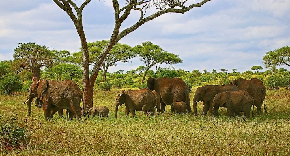 Picture 2 for Activity From Zanzibar: 3-Day Northern Circuit Safari with Flights