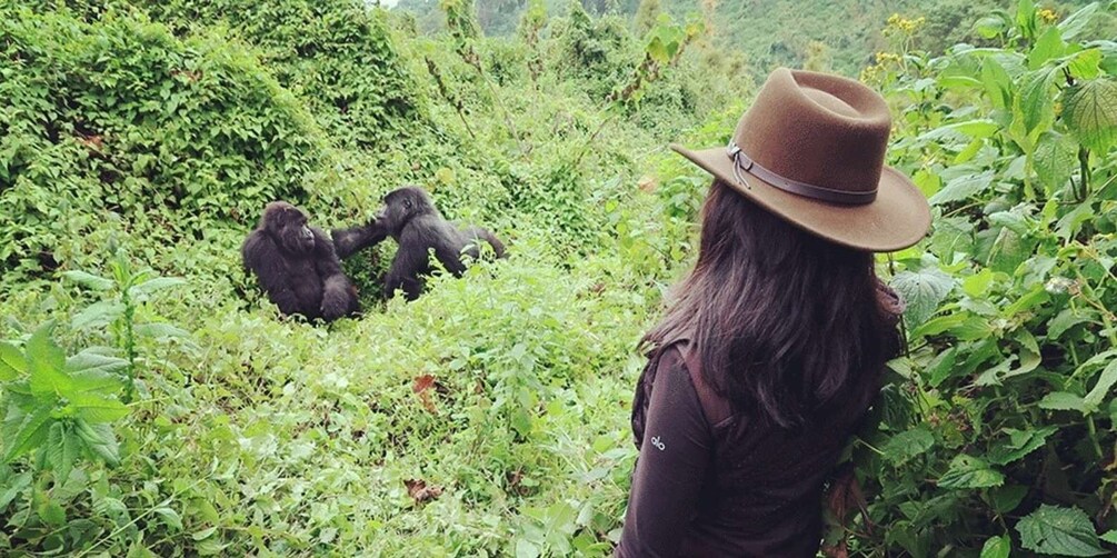 Ultimate 7 Day Tour Uganda + Rwanda -Gorilla Trek, Chimpanze