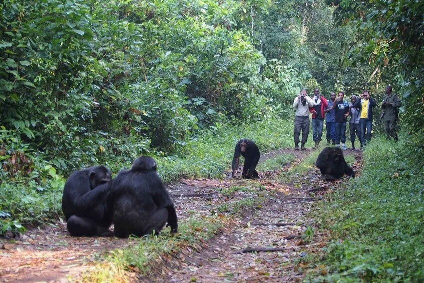 Picture 1 for Activity Ultimate 7 Day Tour Uganda + Rwanda -Gorilla Trek, Chimpanze