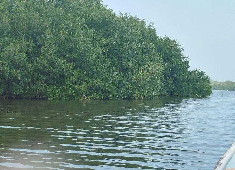 Picture 66 for Activity Cartagena: Sail in the mangroves of Cartagena