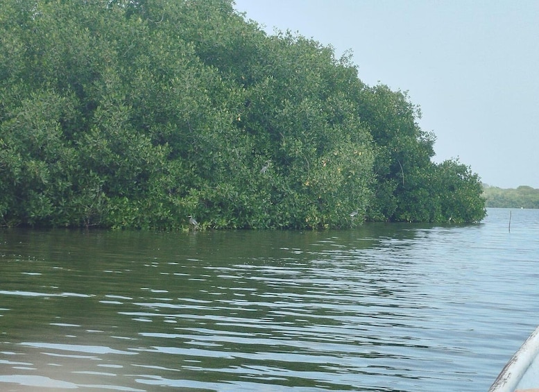 Picture 66 for Activity Cartagena: Sail in the mangroves of Cartagena