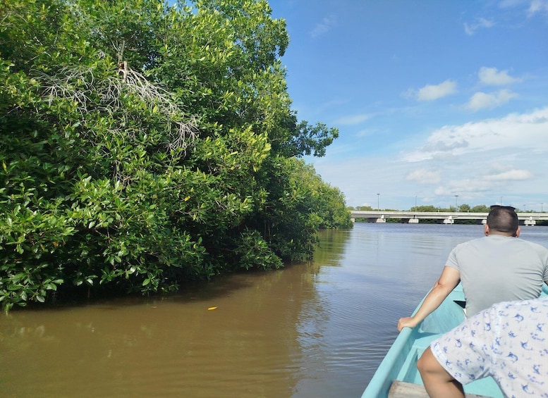 Picture 20 for Activity Cartagena: Sail in the mangroves of Cartagena