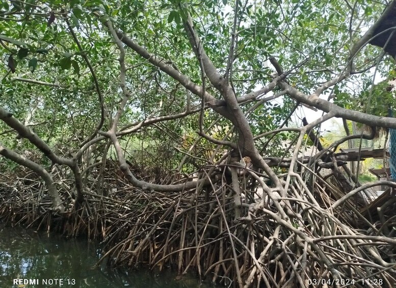 Picture 13 for Activity Cartagena, Colombia: Sail in the mangroves of Cartagena