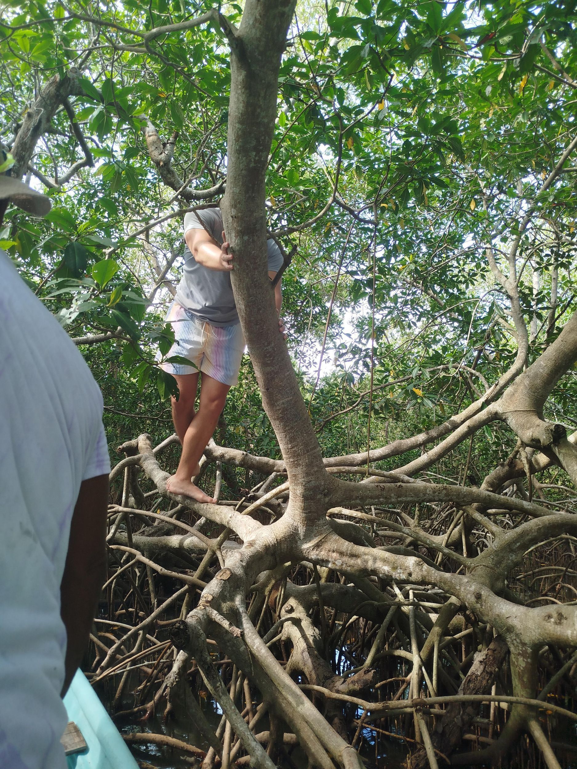 Picture 32 for Activity Cartagena: Sail in the mangroves of Cartagena