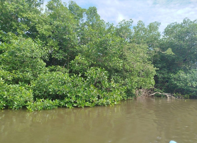 Picture 64 for Activity Cartagena: Sail in the mangroves of Cartagena