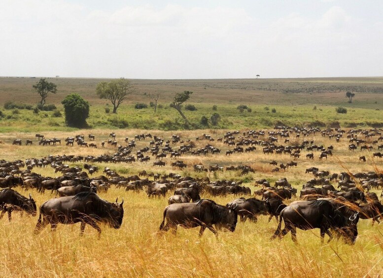 Picture 3 for Activity From Zanzibar: 4-Day Safari in the Serengeti with Flights