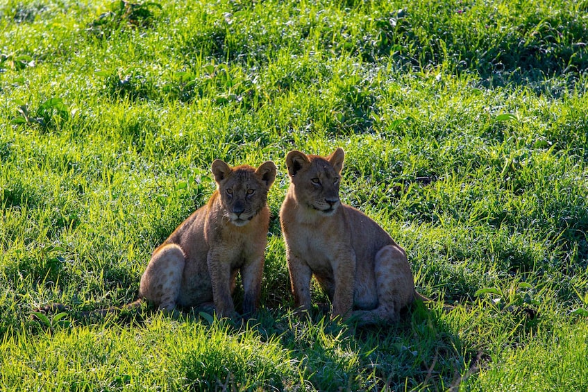 Picture 9 for Activity From Zanzibar: 4-Day Safari in the Serengeti with Flights