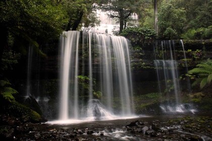 从霍巴特出发：菲尔德山、惠灵顿山和野生动物一日游