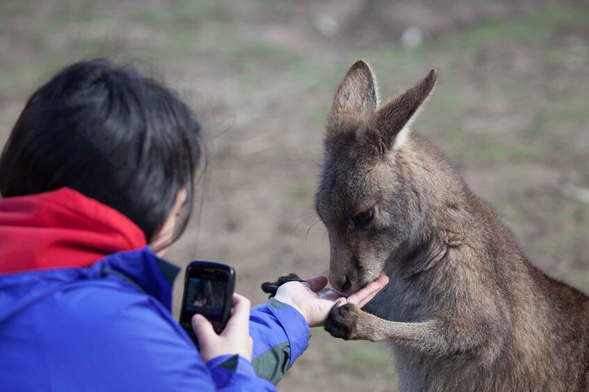 Picture 4 for Activity From Hobart: Mt. Field, Mt. Wellington and Wildlife Day Tour