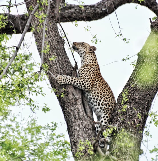 Picture 7 for Activity 2 Days Victoria Falls Chobe National Park Adventure