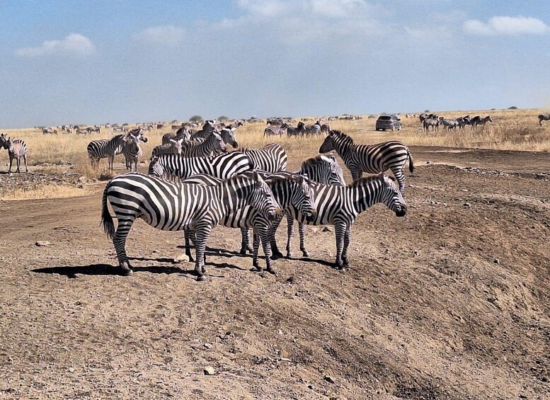 Picture 2 for Activity Nairobi National Park Private Tour & Carnivore Experience