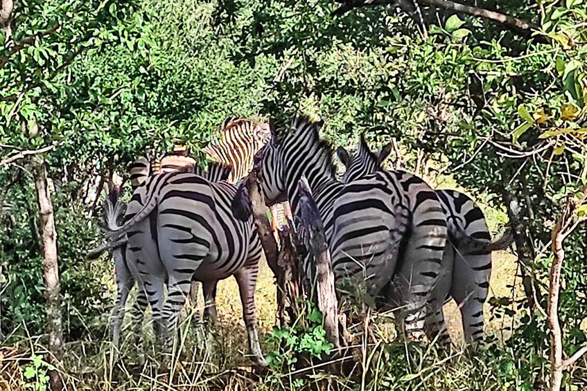Picture 6 for Activity Victoria Falls: Safari Game Drive with Hotel Pick up