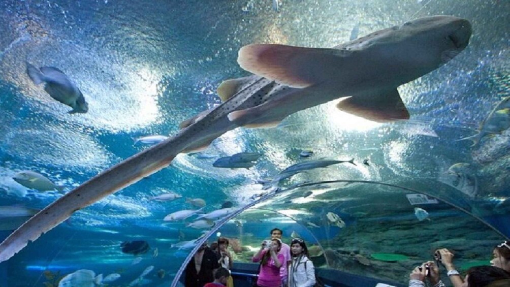 Picture 9 for Activity Pattaya: Underwater World Pattaya Aquarium Admission Ticket