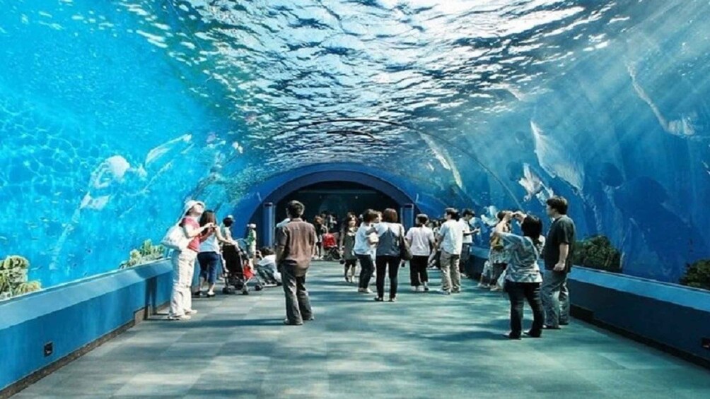 Picture 5 for Activity Pattaya: Underwater World Pattaya Aquarium Admission Ticket