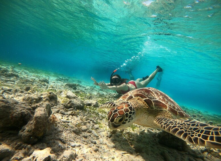 Picture 3 for Activity Ozzy Snorkeling 3 Islands Visit Baby Turtles