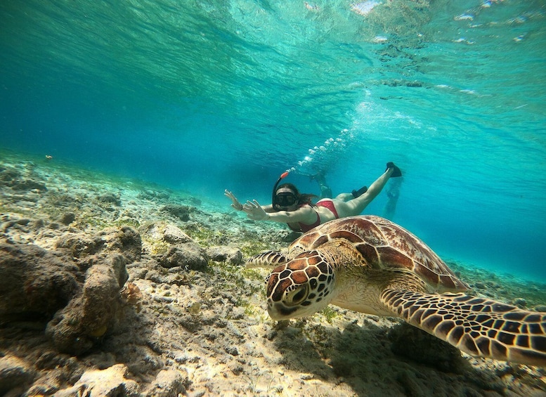 Picture 3 for Activity Ozzy Snorkeling 3 Islands Visit Baby Turtles
