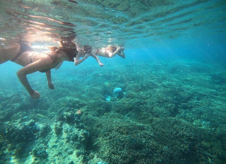 Picture 4 for Activity Ozzy Snorkeling 3 Islands Visit Baby Turtles