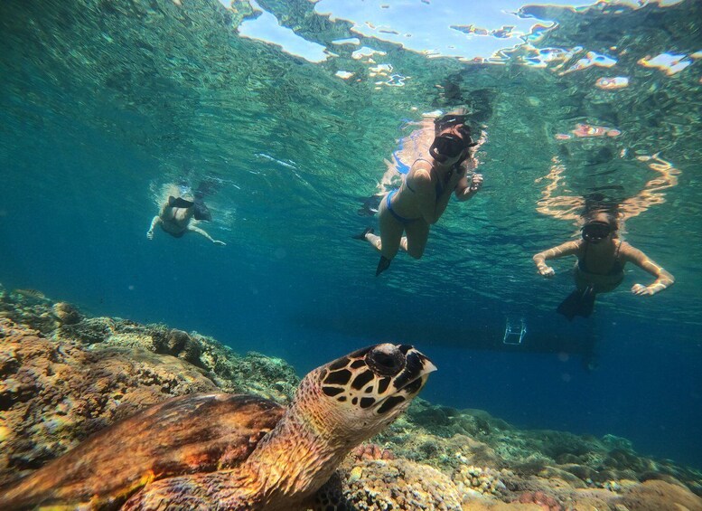 Picture 6 for Activity Ozzy Snorkeling 3 Islands Visit Baby Turtles