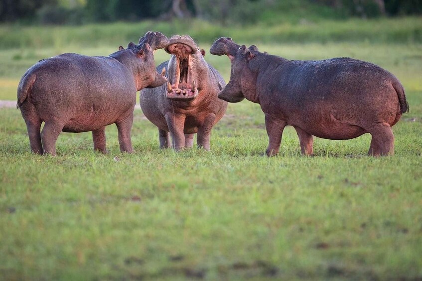 The smile safari tours.