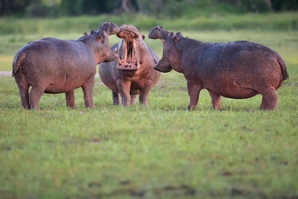 The smile safari tours.