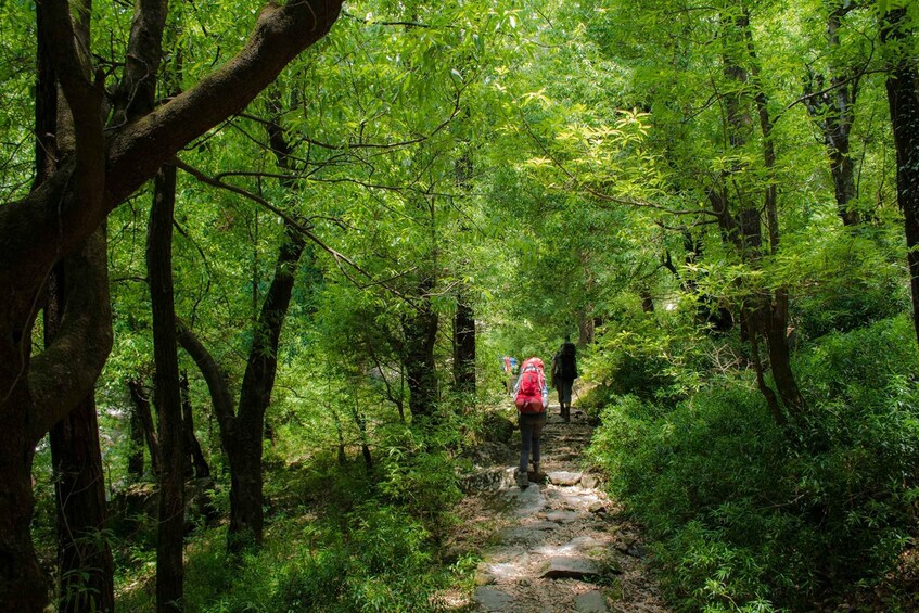 Picture 4 for Activity Hiking Day Tour to Triund from Dharamshala