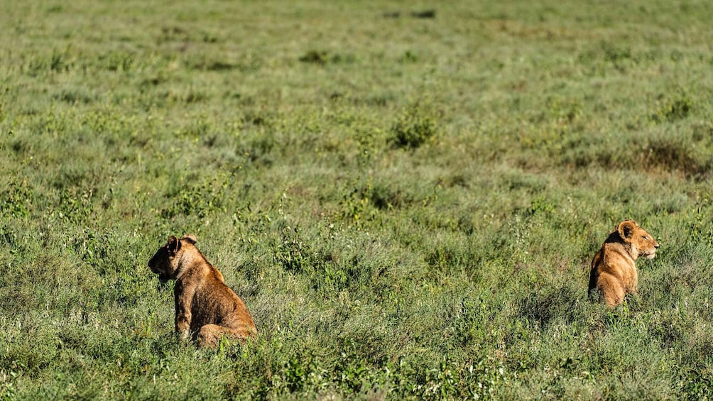 Picture 9 for Activity From Zanzibar: 2 Days Serengeti N.P Safari Tour with Flights