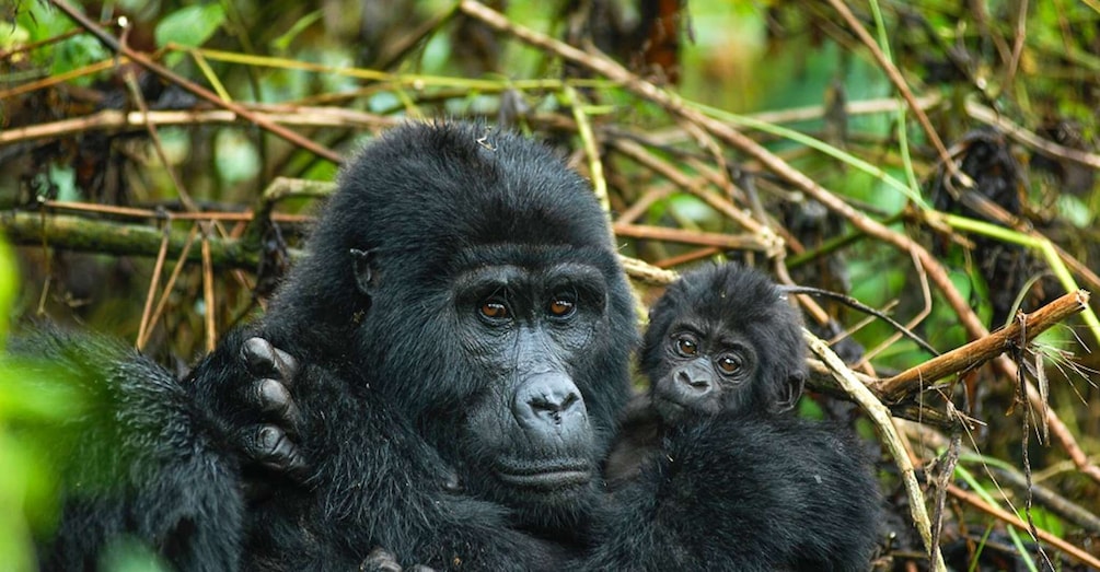 Picture 4 for Activity 7 Days Luxury Gorilla, Chimpanzee & Wildlife Uganda Safari