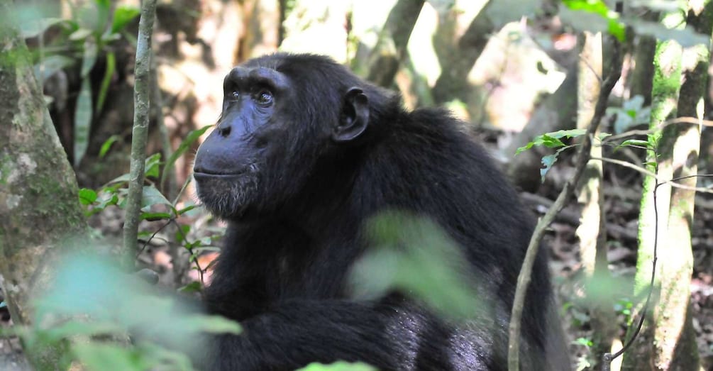 Picture 3 for Activity 7 Days Luxury Gorilla, Chimpanzee & Wildlife Uganda Safari