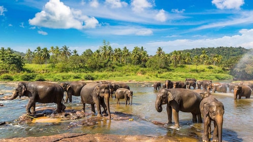 Desde Kandy: recorrido por Pinnawala y el jardín botánico en tuk tuk