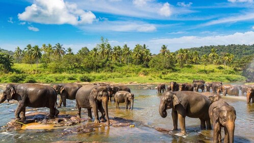 Von Kandy aus: Pinnawala und Botanischer Garten Tour mit dem Tuk Tuk