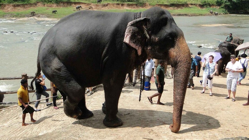 Picture 1 for Activity From Kandy: Pinnawala and Botanical Garden Tour By Tuk Tuk