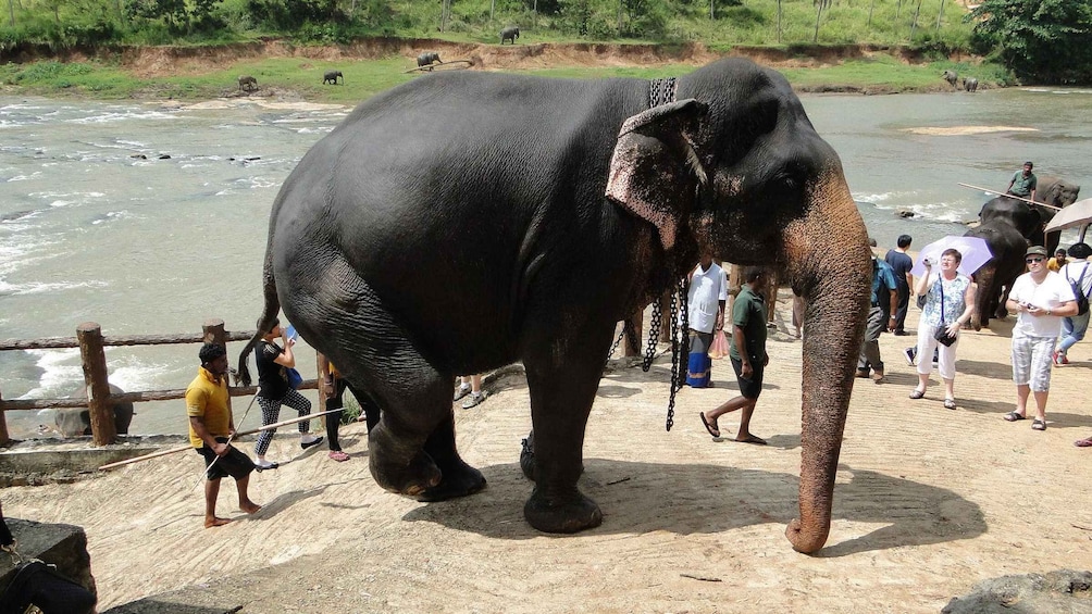 Picture 1 for Activity From Kandy: Pinnawala and Botanical Garden Tour By Tuk Tuk