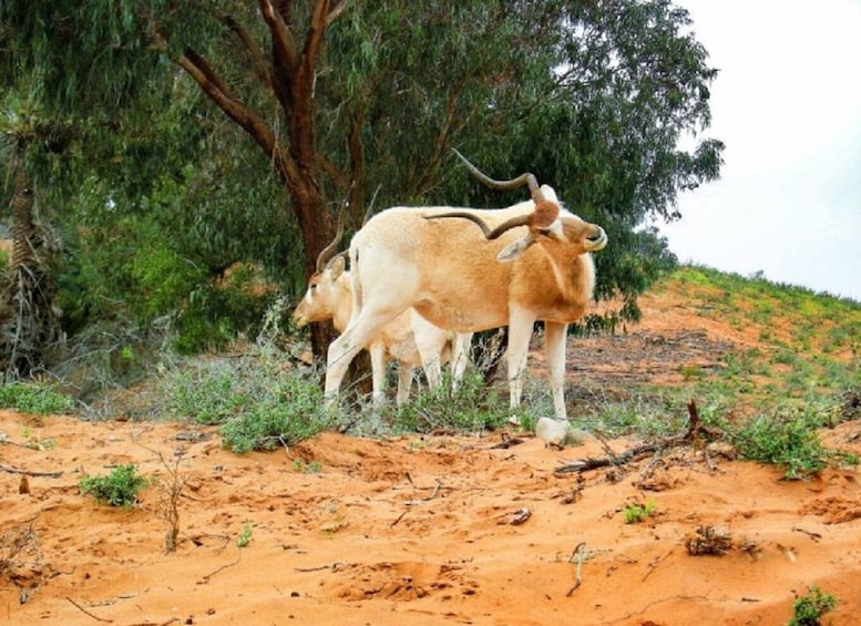 Picture 3 for Activity From Agadir: Souss-Massa National Park Tour with Lunch