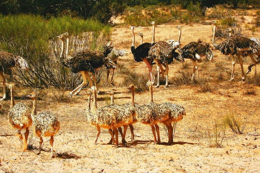 From Agadir: Souss-Massa National Park Tour with Lunch