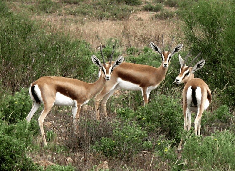 Picture 5 for Activity From Agadir: Souss-Massa National Park Tour with Lunch