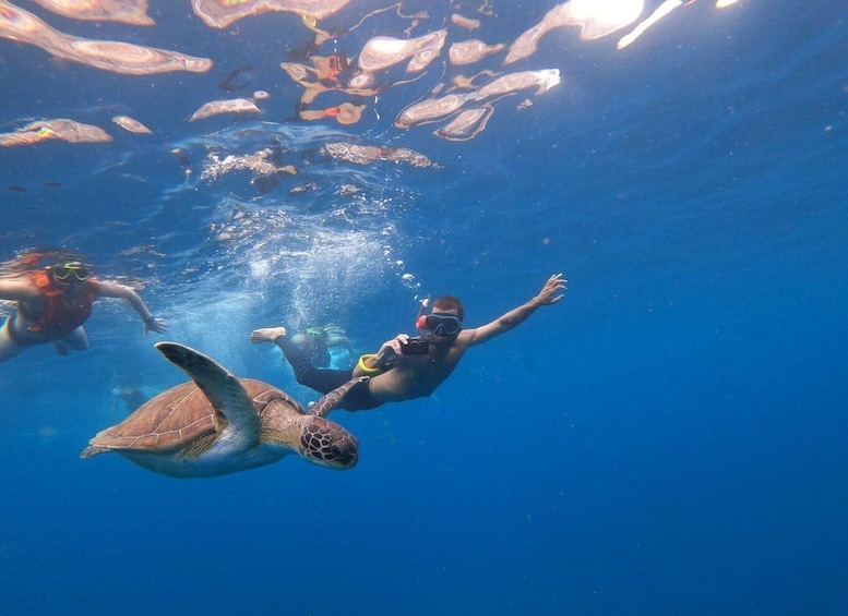 Tenerife: Kayak Safari with Snorkeling in a Turtle Habitat