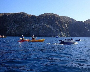 Tenerife: Kayak & Snorkel Tour with Snacks & Sea Life Safari