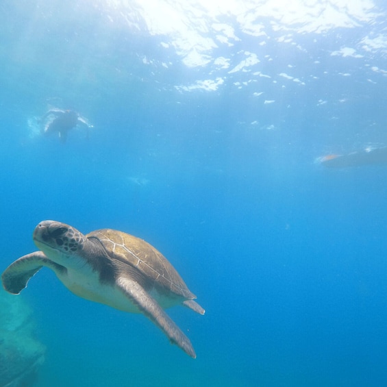 Picture 24 for Activity Tenerife: Kayak Safari with Snorkeling in a Turtle Habitat