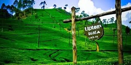 Lipton's Seat and Tea Factory & Tea Plantation Day Tour