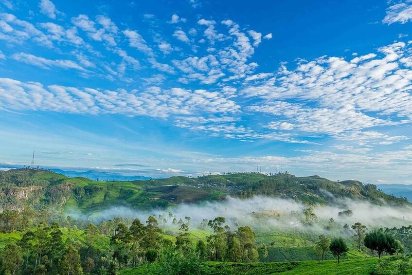 Picture 2 for Activity Lipton's Seat and Tea Factory & Tea Plantation Day Tour