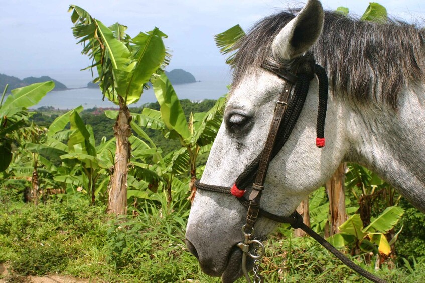 Picture 7 for Activity Monteverde: Horseback Riding Tour