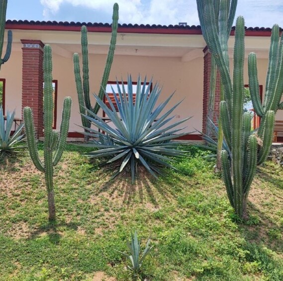 Picture 1 for Activity Huatulco: Private Mezcal Factory Experience