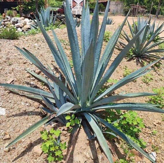 Picture 2 for Activity Huatulco: Private Mezcal Factory Experience