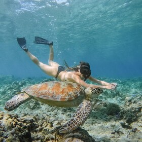 From Gili Meno: Private Snorkeling with Turtle & Statue