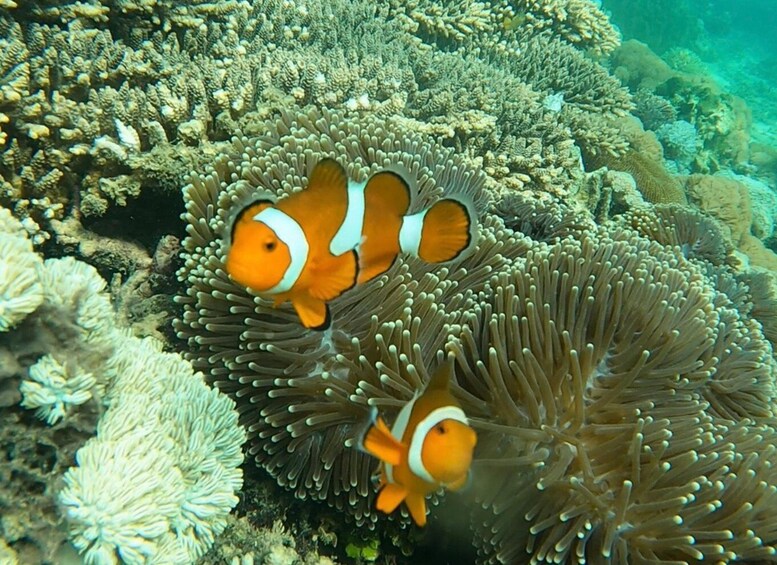 Picture 2 for Activity From Gili Trawangan: Private Snorkeling and GoPro Camera