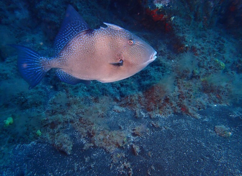 Picture 3 for Activity PADI Discover Scuba Diving Los Cancajos La Palma