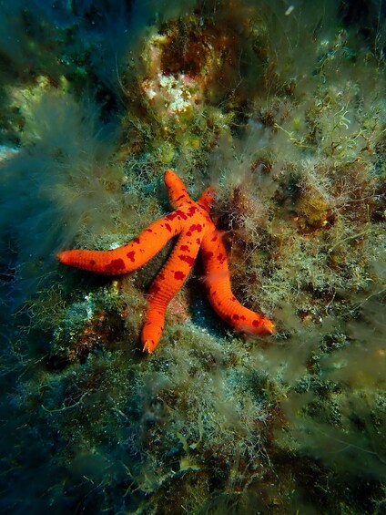 Picture 2 for Activity PADI Discover Scuba Diving Los Cancajos La Palma