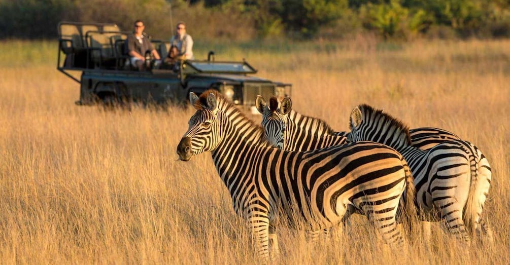 Picture 11 for Activity Hluhluwe Imfolozi Day Tour 4x4 Game Drive - from Durban