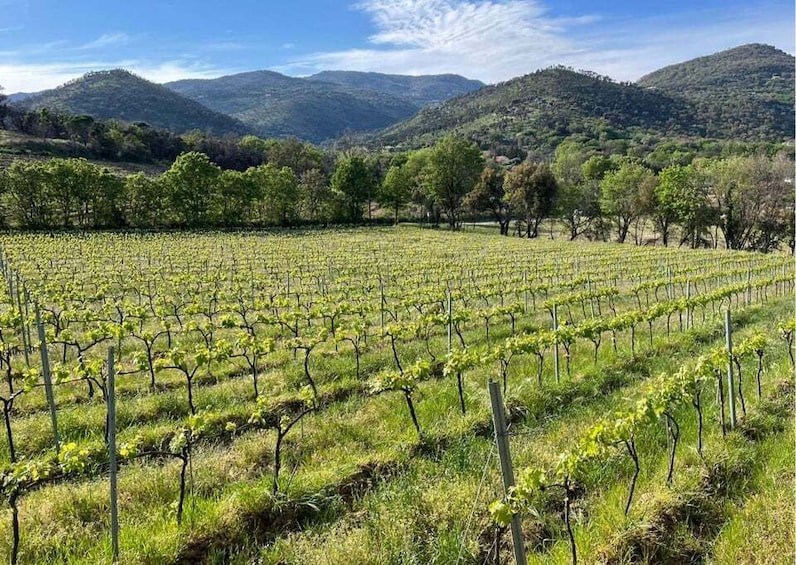Picture 1 for Activity Horse back riding + wine tasting in the Maures Forest