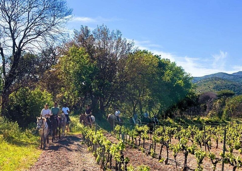 Picture 1 for Activity Horse back riding + wine tasting in the Maures Forest